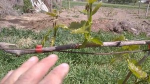 Сколько оставлять Побегов на Веточке Винограда? 2-я операция на винограднике. теория и практика.