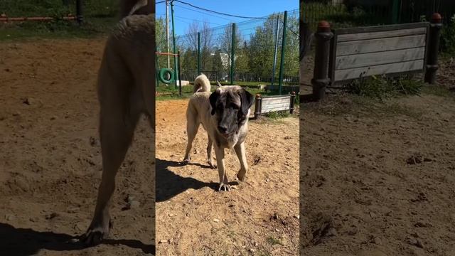 Вывела #мем #питомцы #собаки #собакаприколы #рек #хочуврек #хочувреки #реки #рекпж смотреть онлайн