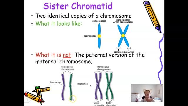 Meiosis Vocabulary смотреть онлайн