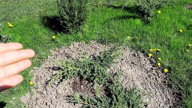 НАЧИНАЕМ САДИТЬ ОГОРОД, НО НЕ ЗАБЫВАЕМ ПРО САД. 29.04.2024г. БЕЛАРУСЬ, ГОМЕЛЬСКАЯ ОБЛАСТЬ смотреть онлайн