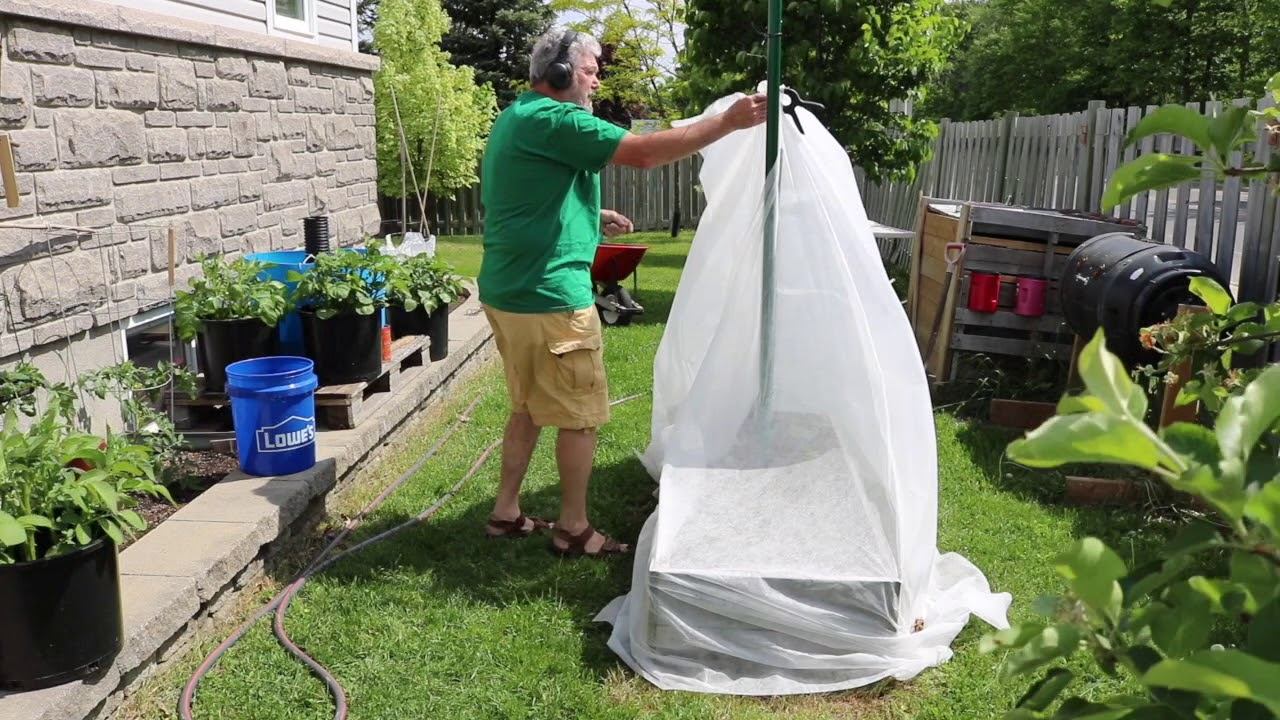 How to plant climbing beans in a raised garden bed смотреть онлайн