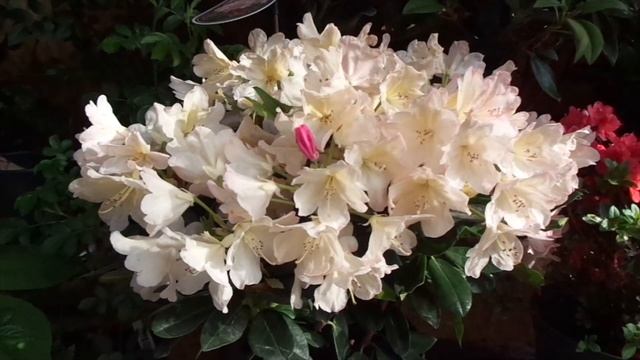 КУПИТЬ PERCY WISEMAN -РОДОДЕНДРОН якушиманский - смотреть онлайн