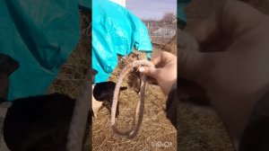 Вызвать жвачку у козы.Тимпания. Вздутие у козы