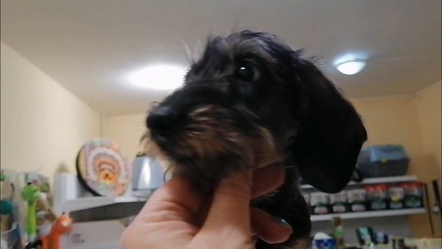 Щенок кроличьей жесткошерстной таксы