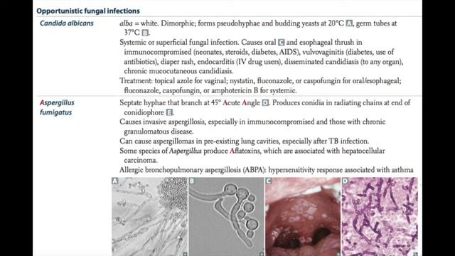MYCOLOGY [USMLE] смотреть онлайн