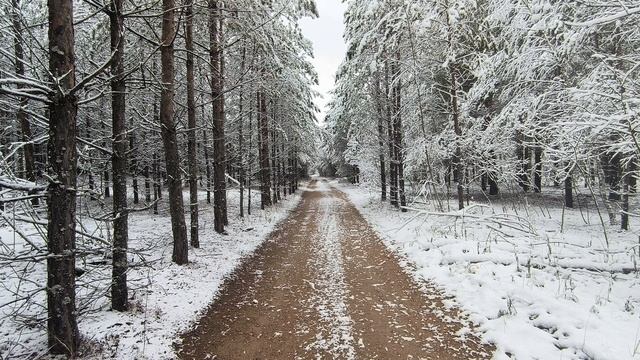 Заснеженный лес. ч.17. Ноябрь 2024 смотреть онлайн