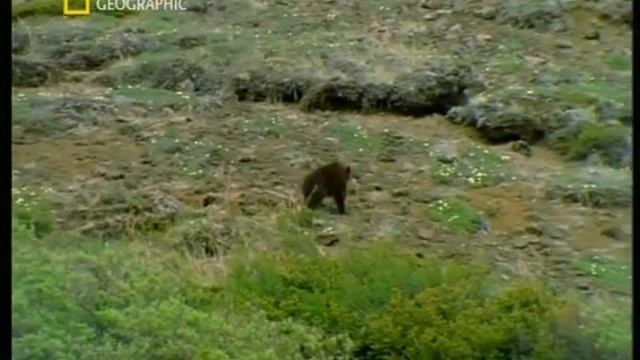 Alaska: il parco di Denali смотреть онлайн