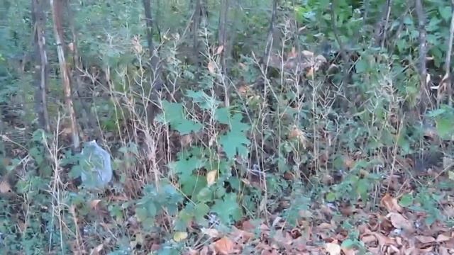 Красоты улицы им. Колесова, г. Бельцы, август 2015 года смотреть онлайн