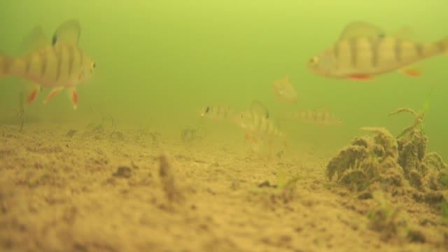 ПЕРВЫЙ ЛЕД. ПАССИВНОСТЬ ОКУНЯ ЗАШКАЛИВАЕТ смотреть онлайн