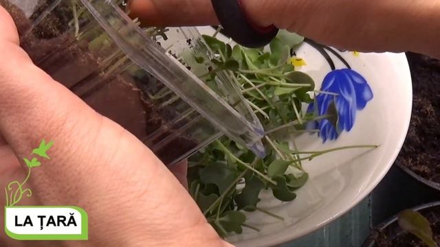 Microplante crescute cu Mars Hydro TSL 2000W LED | Vlăstari de muștar cu ouă fierte și cașcaval смотреть онлайн