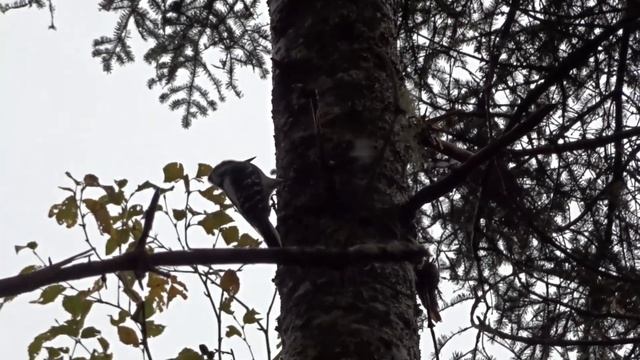 The Hidden Ecosystems of the Trees #trees #oldgrowth #forest смотреть онлайн