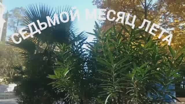 СЕДЬМОЙ МЕСЯЦ ЛЕТА. ПУТЕШЕСТВИЯ ПО СОЧИ. 2024.11.27. смотреть онлайн