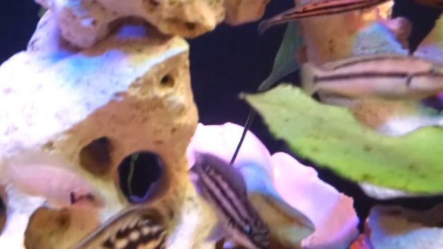 Юлидохромис Дикфелда смотреть онлайн