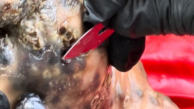 Helen's Jiggers - ROT, SMELLS, PUS OMG (watch Full Video @riseupsociety.net)