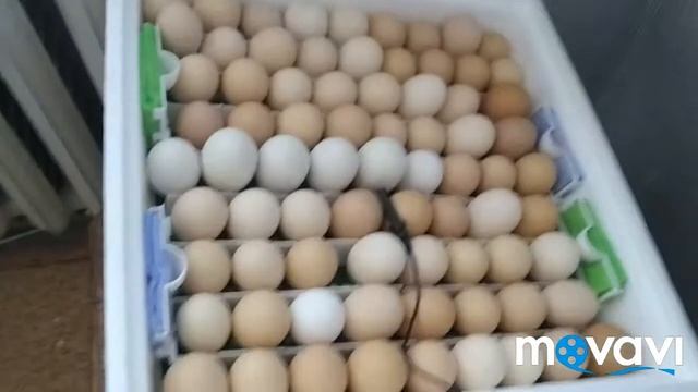Инкубация яиц 14 - 18 день смотреть онлайн