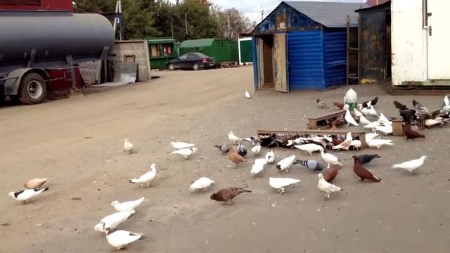 Армянские бойные голуби Артура Часть 6 смотреть онлайн