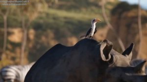 Король Лев - Поскорей бы мне стать королем