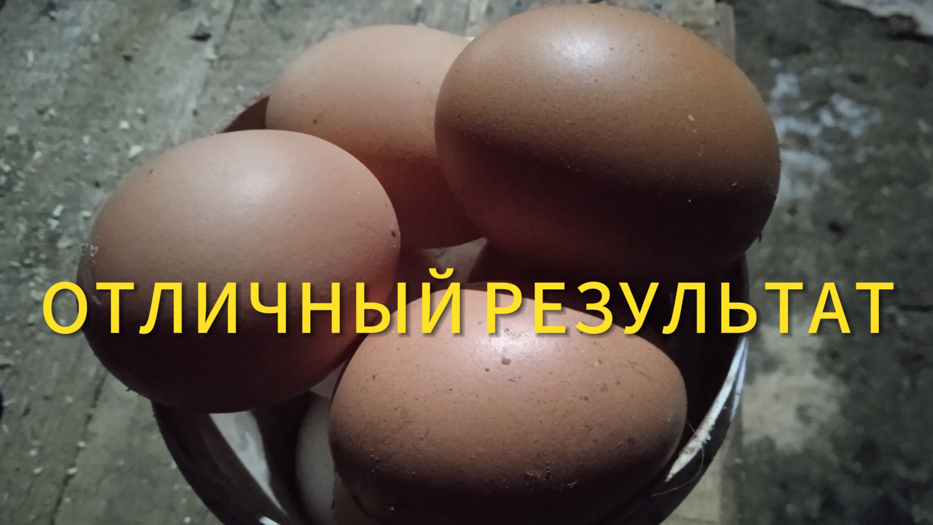 Куры-несушки. Отличный результат по вечернему сбору яиц смотреть онлайн