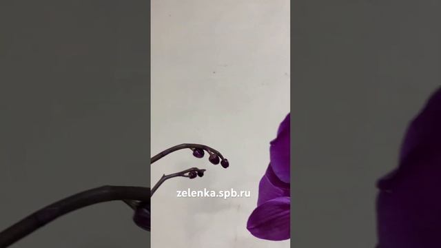 Орхидея Фаленопсис 2 ствола (диаметр горшка 12 см, высота растения 82 см) смотреть онлайн