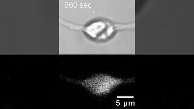 Calcium-induced exocytosis from actomyosin-driven, motile varicosities formed by dynamic clusters o смотреть онлайн