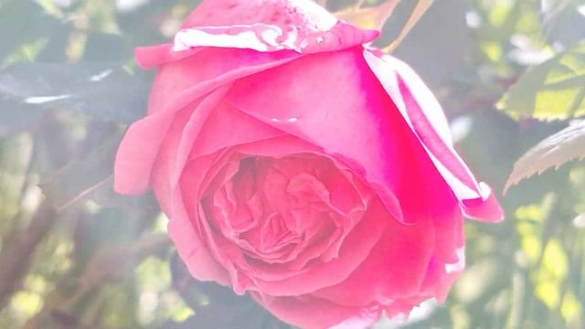 @-earth.plants-animals  Rosa damascena,the Damask /Bulgarian rose,trëndafili i Damaskut/Bullgar(4) смотреть онлайн