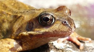 Звук лягушек