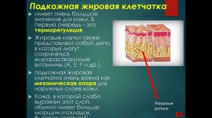 Покровы тела