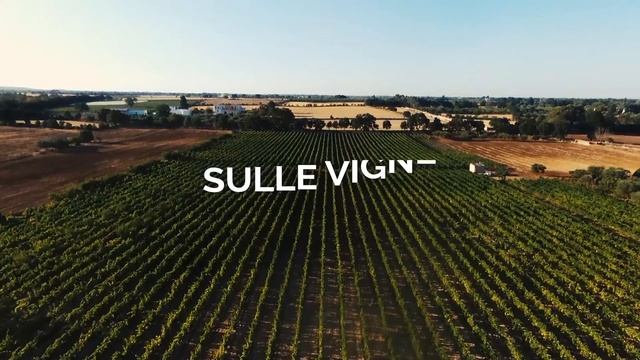 Vini Plantamura - La Vendemmia, il Primitivo смотреть онлайн