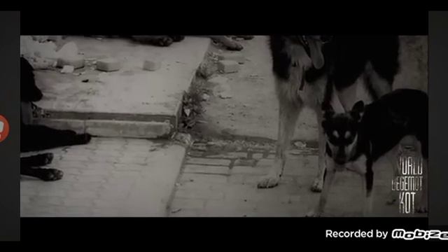 Виктор Владимирович и лбы...(реакция на worldBegemotKot "воды нет нигде" часть 7) смотреть онлайн