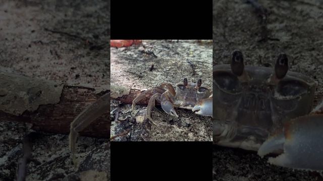 Краб на Сейшелах