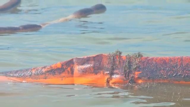 The Gulf oil spill: Part 4—The environment смотреть онлайн