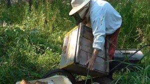 Исправление трутовки  Как можно исправить семью трутовку, личный опыт