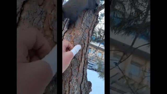 Зимний Хабаровск, Встречи с белками/Черныш смотреть онлайн