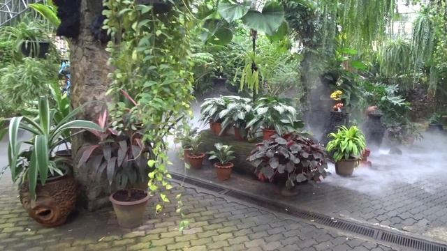 Экскурсия в сад Нонг Нуч в Паттайе Nong Nooch Тайланд 2024 1часть смотреть онлайн