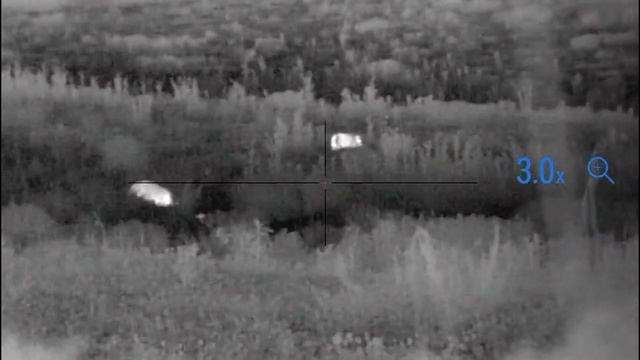 2 Boars Down Using The Pulsar Thermion Xp 38