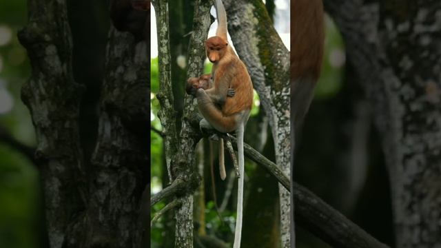 The Wonderful, Transcendent Life of an Odd-Nosed Monkey #animals смотреть онлайн