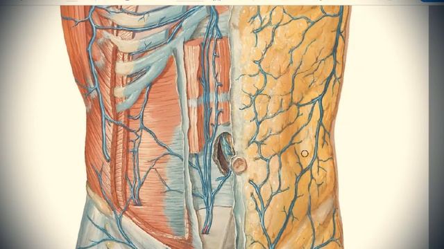 Anatomy of potral vein. Anastomoses. Fetal circulation смотреть онлайн