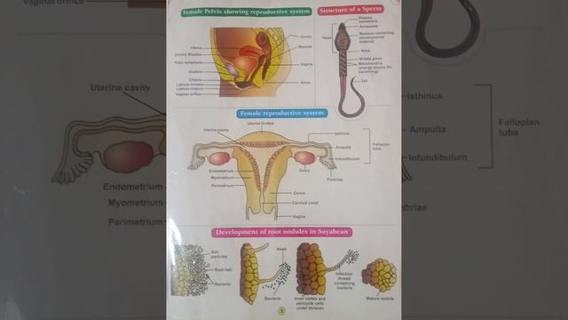 ZOOLOGY&BOTANY. IMPORTANT DIAGRAMS смотреть онлайн