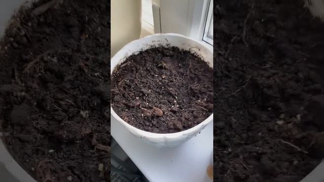 БУДНИ ДОМОХОЗЯЙКИ смотреть онлайн