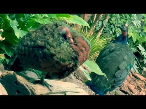 Tropical birds animals fish reptiles flora fauna best zoos aquariums botanic gardens Wisconsin 26 смотреть онлайн