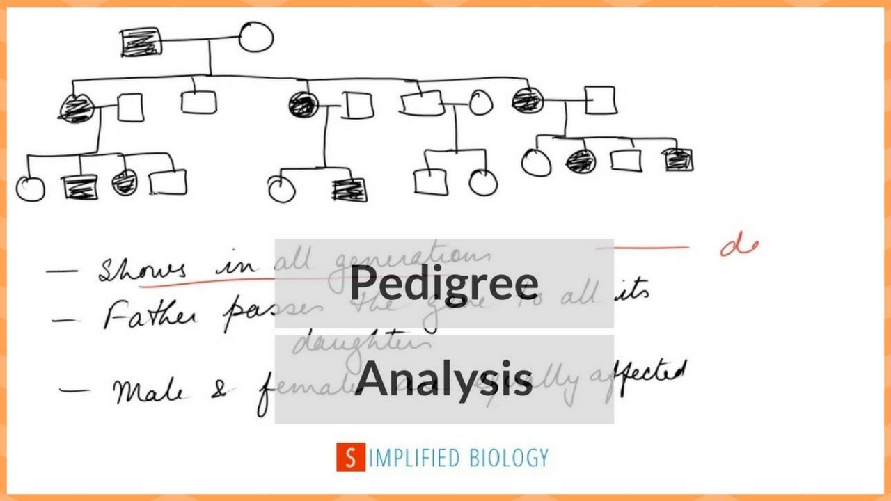 Pedigree Analysis for NEET, AIPMT, MCAT, AIIMS, JIPMER смотреть онлайн
