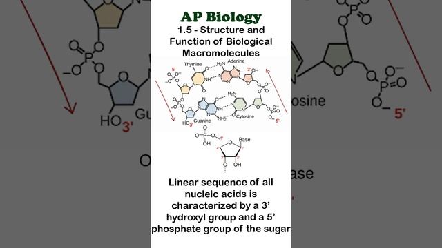 AP Bio - 1.5 Part 1 - DNA Directionalality #apbiology #biochemistry смотреть онлайн