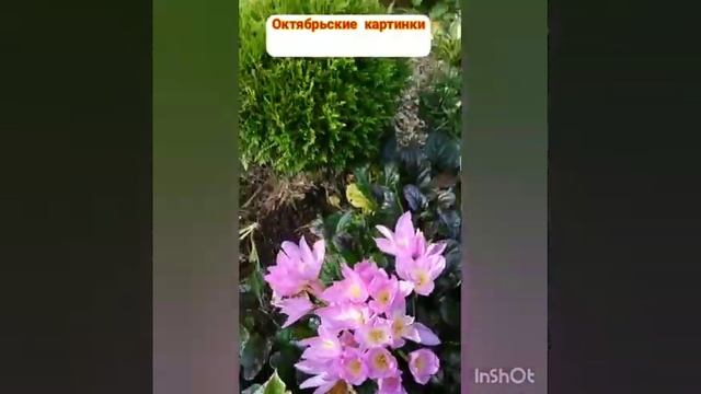 октябрьские краски 7 октября 2020 г. смотреть онлайн