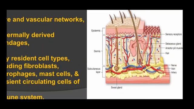 Anatomy Of Skin by Dr Amit смотреть онлайн