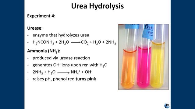 Micro Lab 8: Biochemical Differential Tests- Nutrient Utilization, Combination Differential Media смотреть онлайн