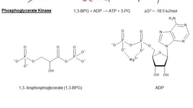 CHEM 407 - Glycolysis - 7 -Phosphoglycerate Kinase смотреть онлайн