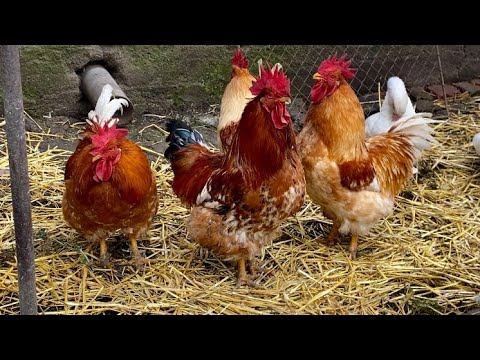 Куры Мини мясные палевые и Бресс Гальцы Немецкая селекция Украина смотреть онлайн