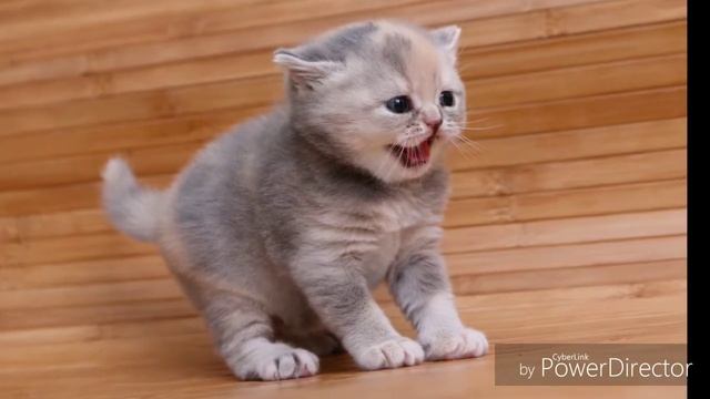 Фото котика смотреть онлайн