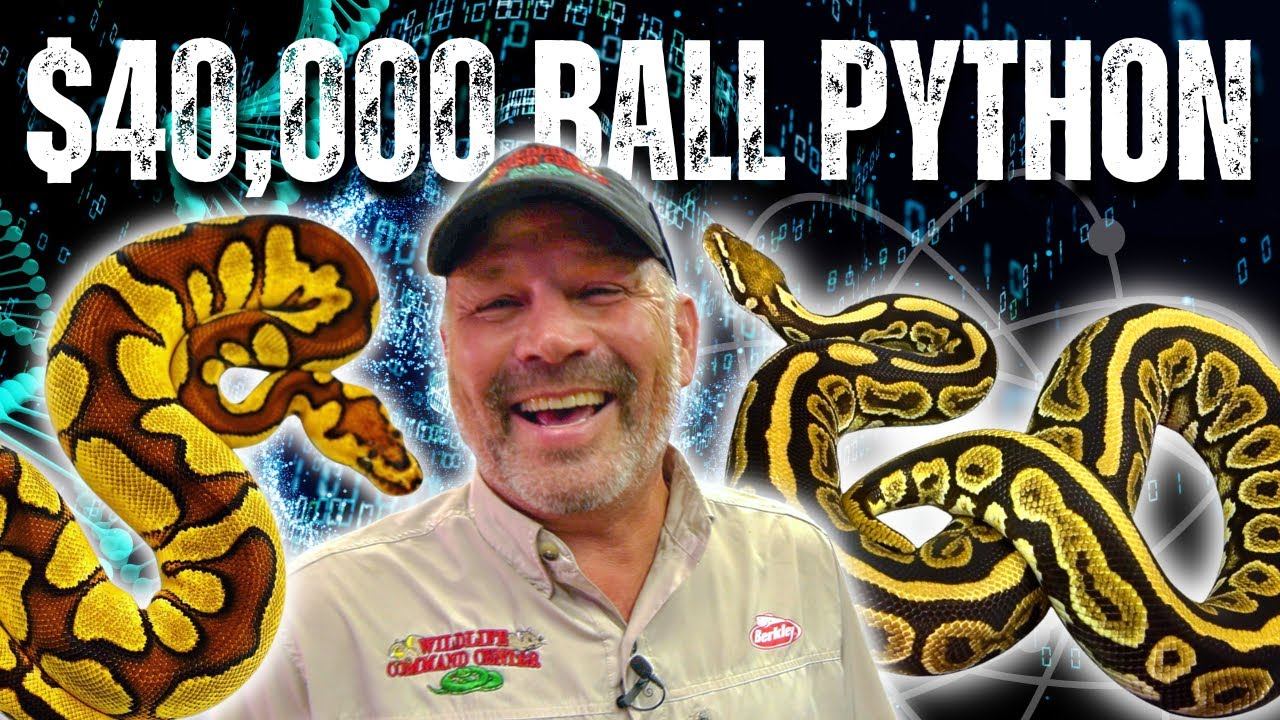 How Ball Pythons Are Made | RARE Genetics 🧬 смотреть онлайн