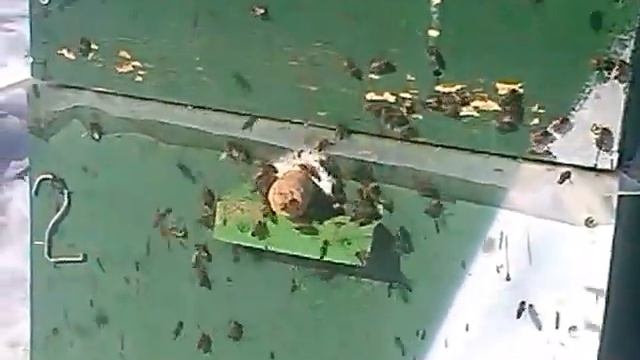 Бакфаст новая порода пчёл. Пчеловодство видео. Облёт пчёл зимой.